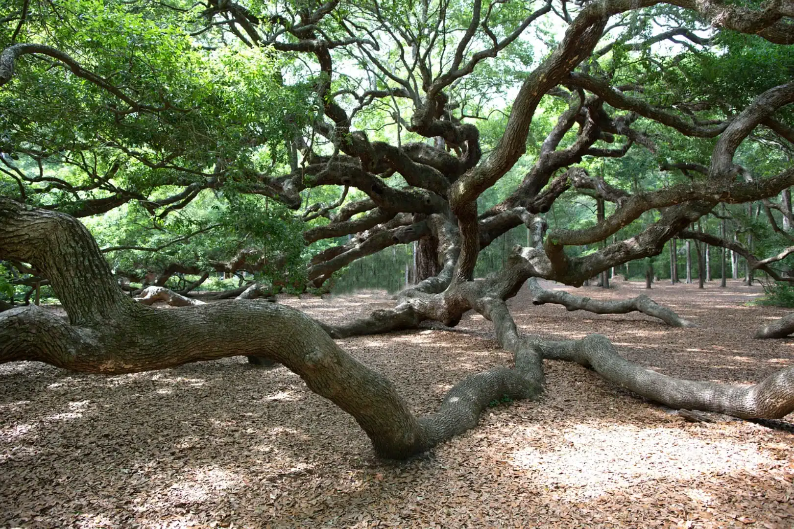 Angel oak 2020783