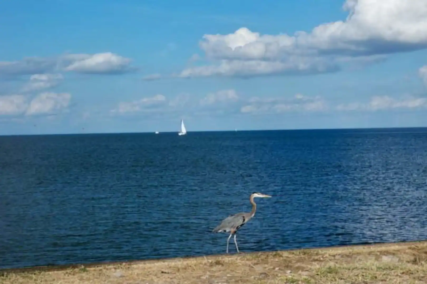 Stork walking on beach with ocean in background